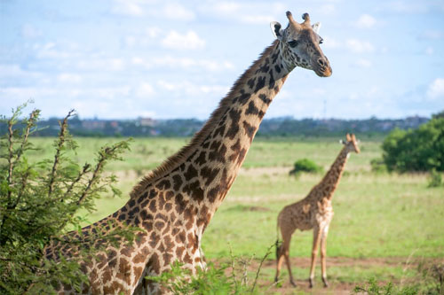 Kenya
